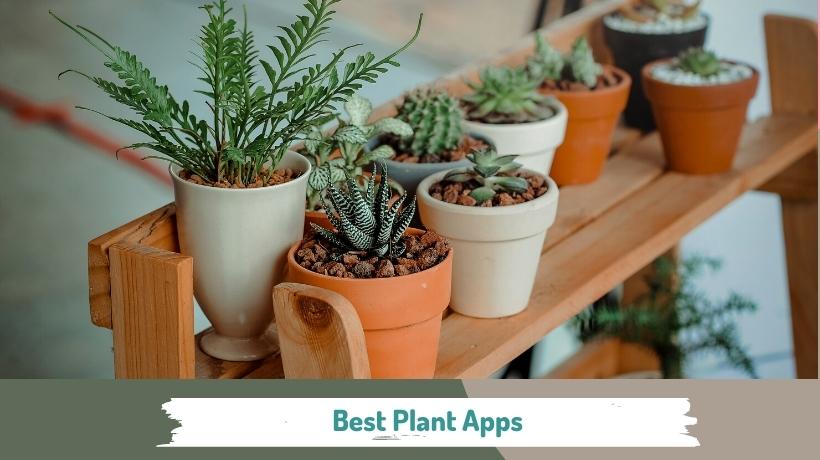 11 Best Plant Identification Apps 2022 – Easy Plant Identification